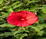 2020 09 01 LyndaleParkRoseGarden 048